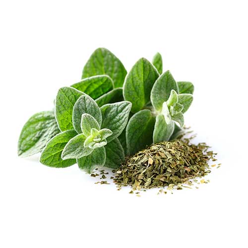 پونه کوهی(اورگانو)